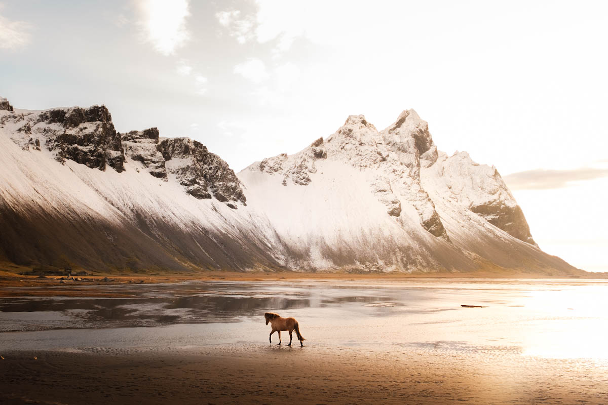 Wilde paarden op Stokksnes schiereiland zuidkust IJsland tips Vestrahorn - Reislegende.nl