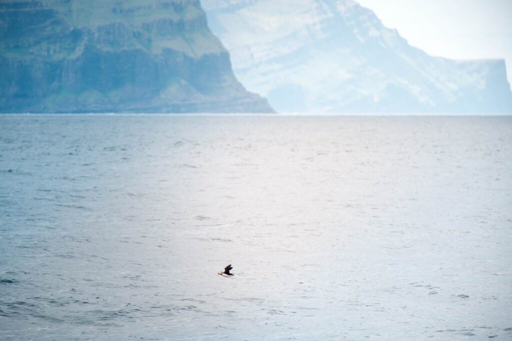 Waar papegaaiduikers spotten op Faeroer eilanden puffins spotten tips - Reislegende.nl