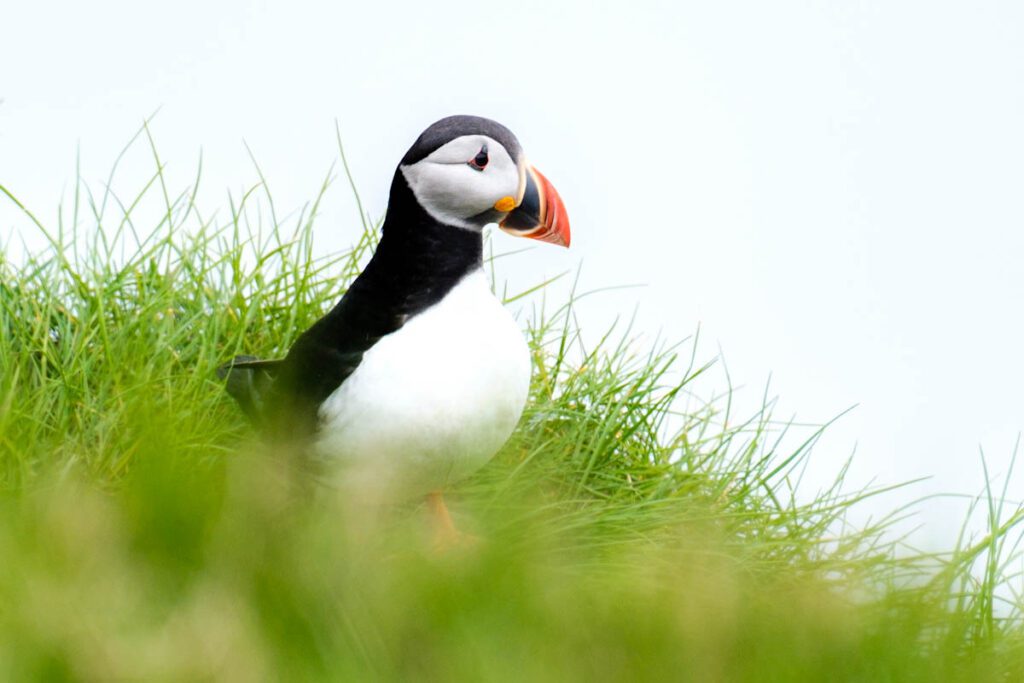 Waar puffins op Faeroer eilanden papegaaiduikers spotten tips - Reislegende.nl