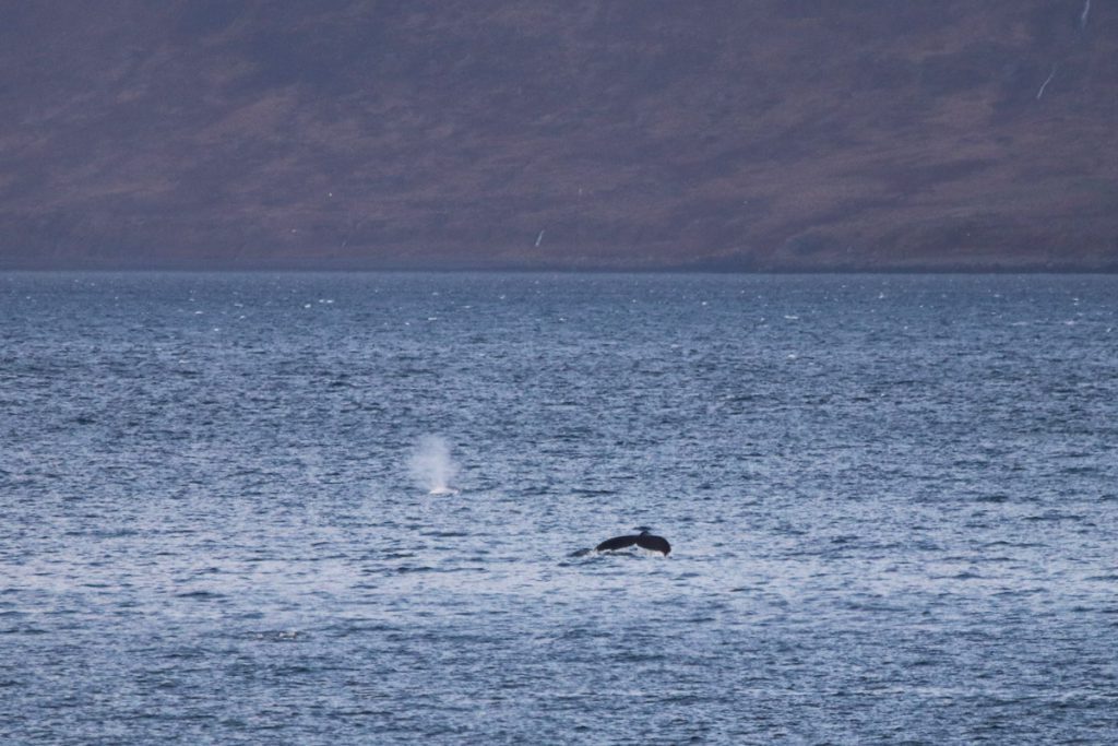 Walvissen spotten in de Westfjorden tijdens roadtrip door IJsland Reislegende - Reislegende.nl