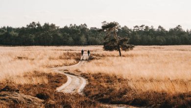 Deelerwoud, mooiste plek op de Veluwe? - Reislegende.nl