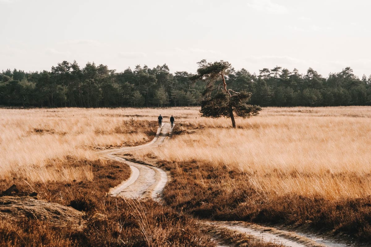 Deelerwoud, mooiste plek op de Veluwe? - Reislegende.nl