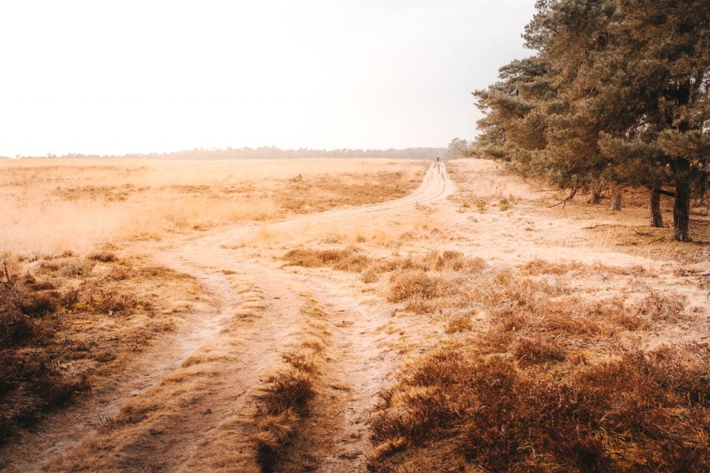 Deelerwoud, mooiste plek op de Veluwe? - Reislegende.nl