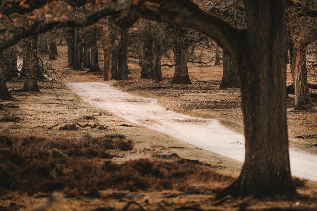 Deelerwoud, mooiste plek op de Veluwe? - Reislegende.nl