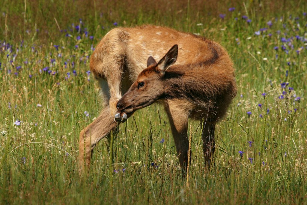 Wilde dieren in Yellowstone - Yellowstone National Park: 10x wat je niet mag missen - Reislegende.nl