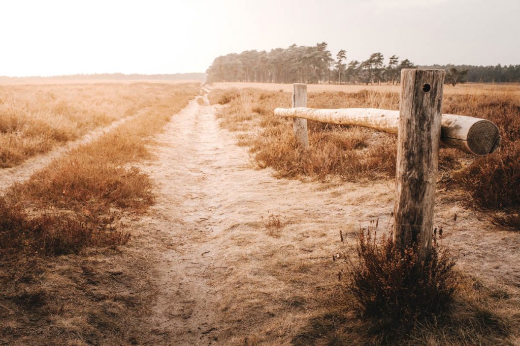 Deelerwoud, mooiste plek op de Veluwe? - Reislegende.nl