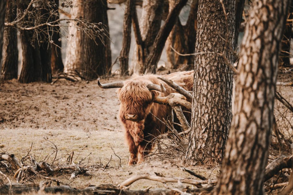 Deelerwoud, mooiste plek op de Veluwe? - Reislegende.nl