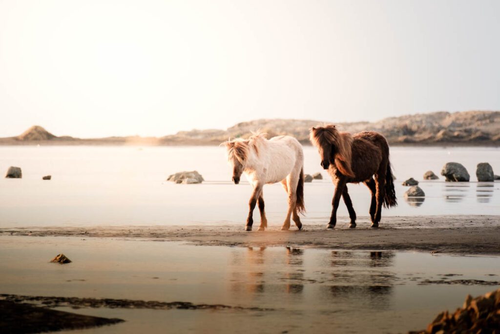Wilde IJslandse paarden Stokksnes beach zuidkust IJsland - Reislegende.nl