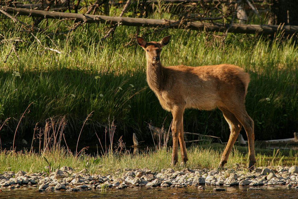 Wildlife in Yellowstone - Yellowstone National Park: 10x wat je niet mag missen - Reislegende.nl