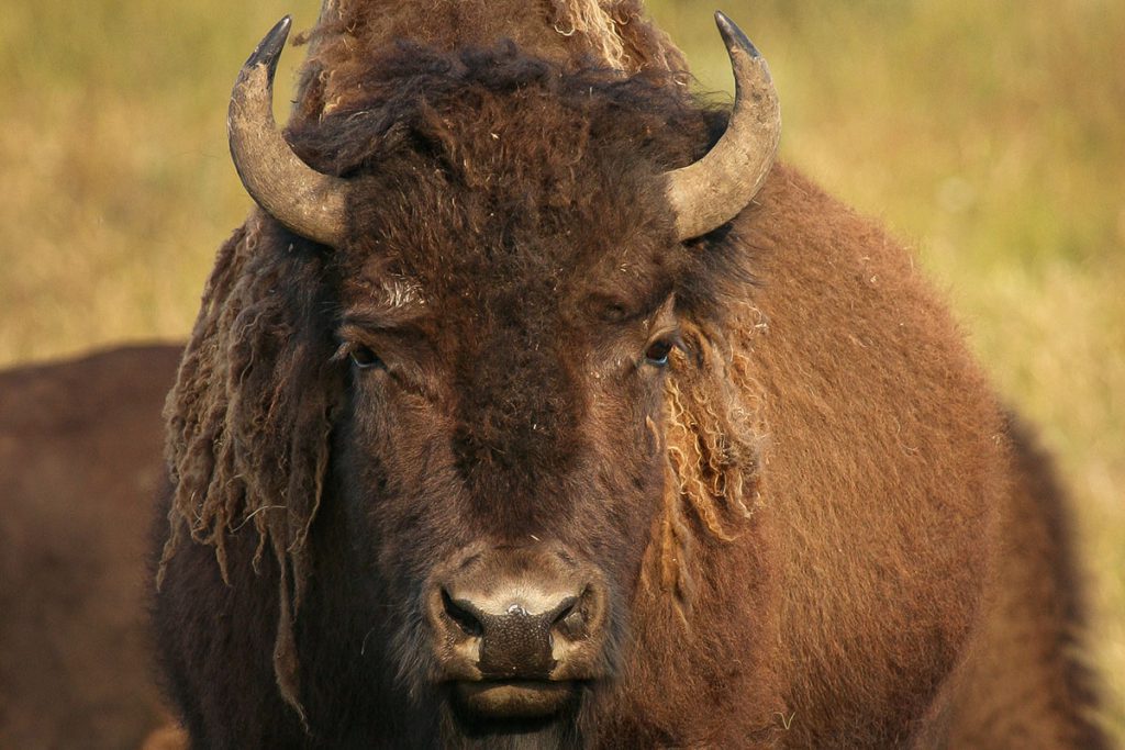 Bizons in Yellowstone - Rondreis door Canada en de Verenigde Staten - Reislegende.nl