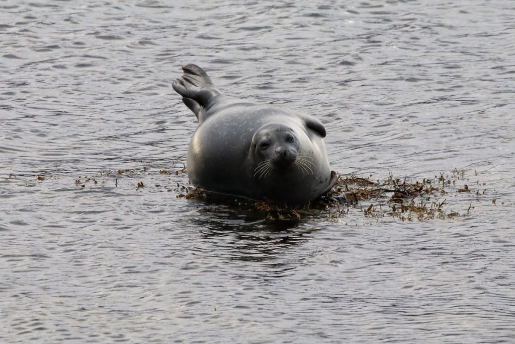 Zeehonden spotten in de Westfjorden IJsland Reislegende - Reislegende.nl