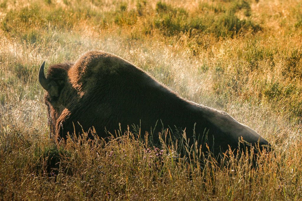 Wildlife in Yellowstone - Yellowstone National Park: 10x wat je niet mag missen - Reislegende.nl