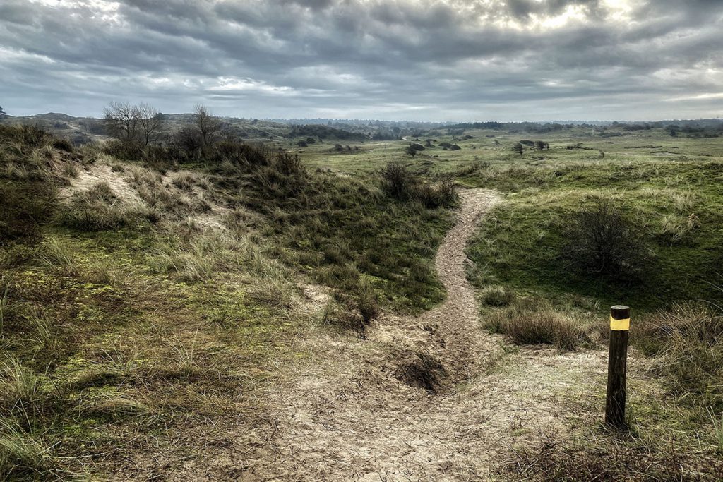 Wisentenpad - Op zoek naar wisenten in de Kennemerduinen - Reislegende.nl