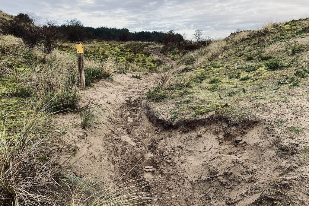 Kraansvlak, wisentenpad - Op zoek naar wisenten in de Kennemerduinen - Reislegende.nl