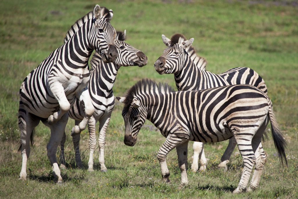 De Wildlife Tag – Welke dieren zag jij allemaal in het wild? - Reislegende.nl