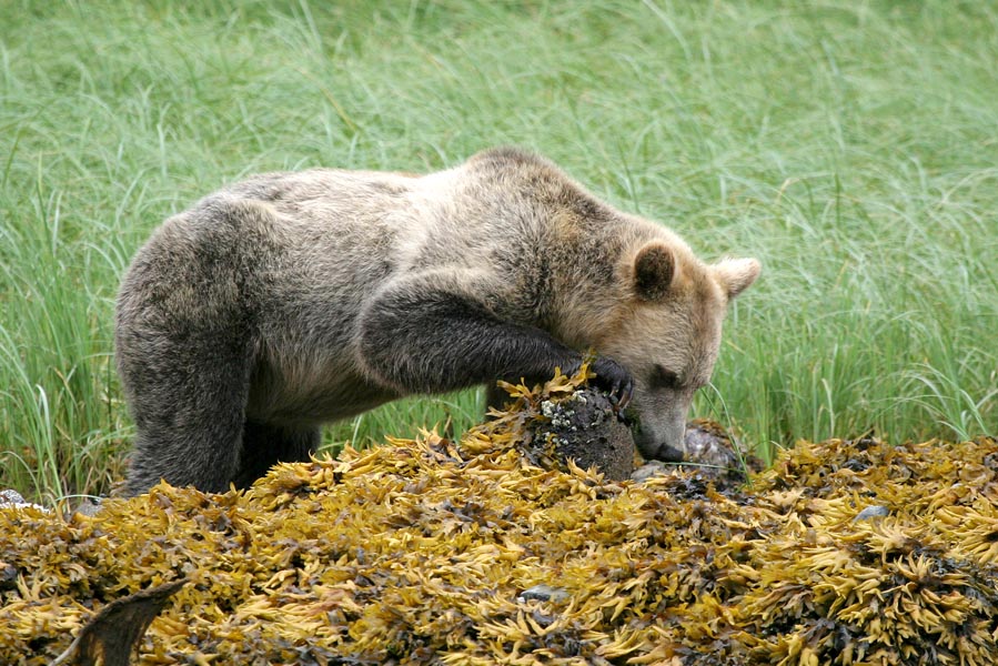 Beste plek voor grizzly's spotten in Canada - AllinMam.com