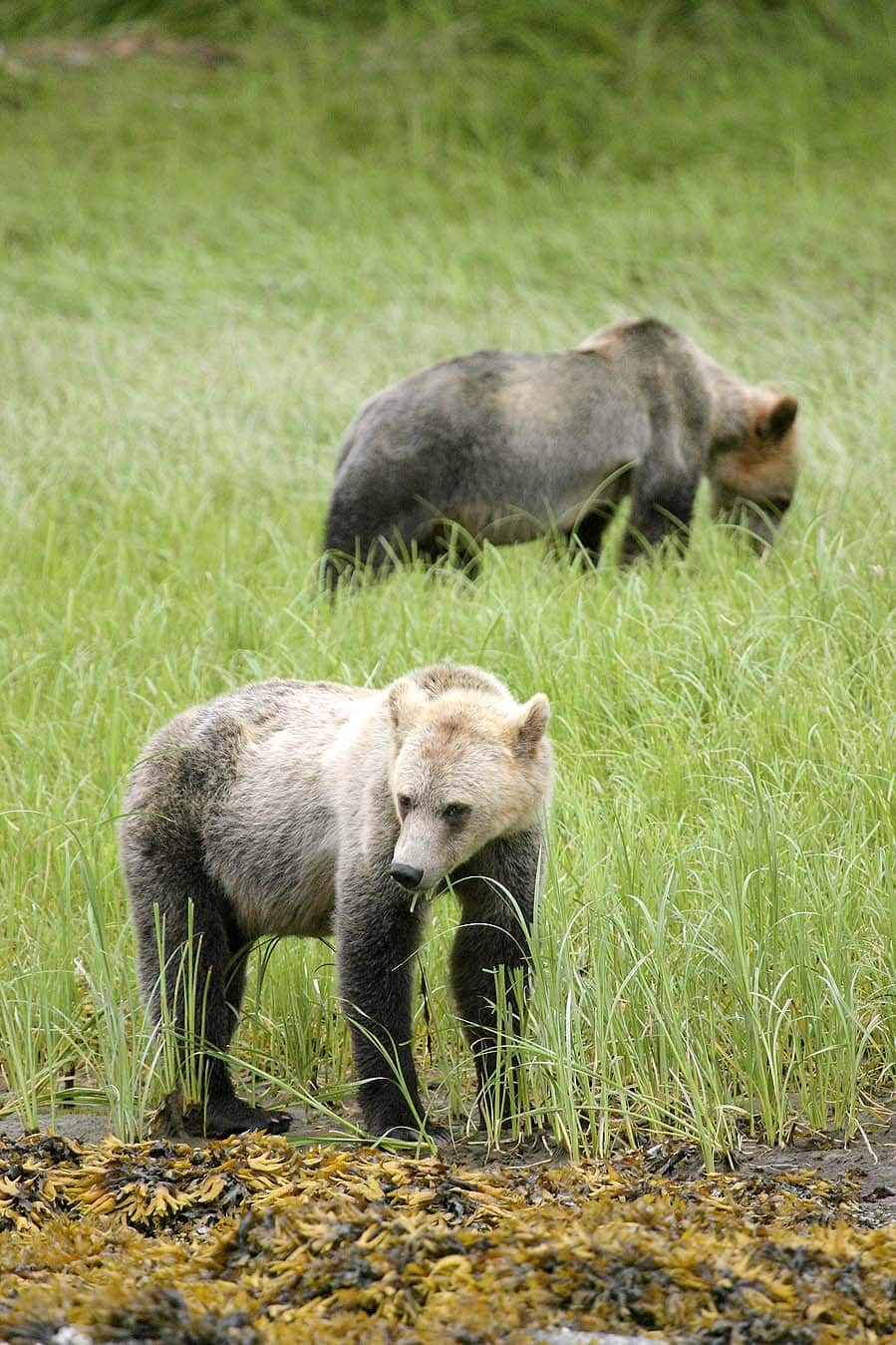 Beste plek voor grizzly's spotten in Canada - AllinMam.com