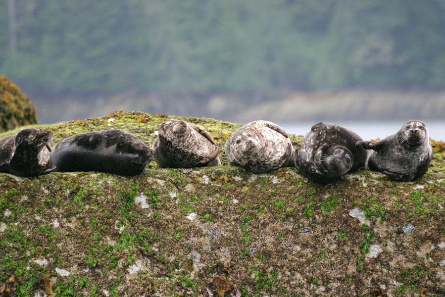 zeeleeuwen in knight inlet - AllinMam.com