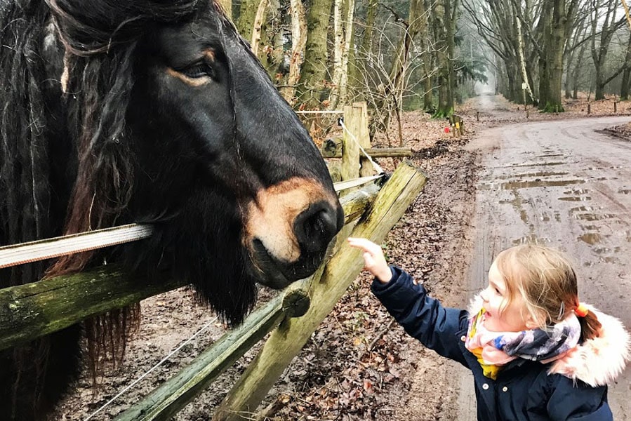 Landal Amerongse Berg wandelroute - AllinMam.com