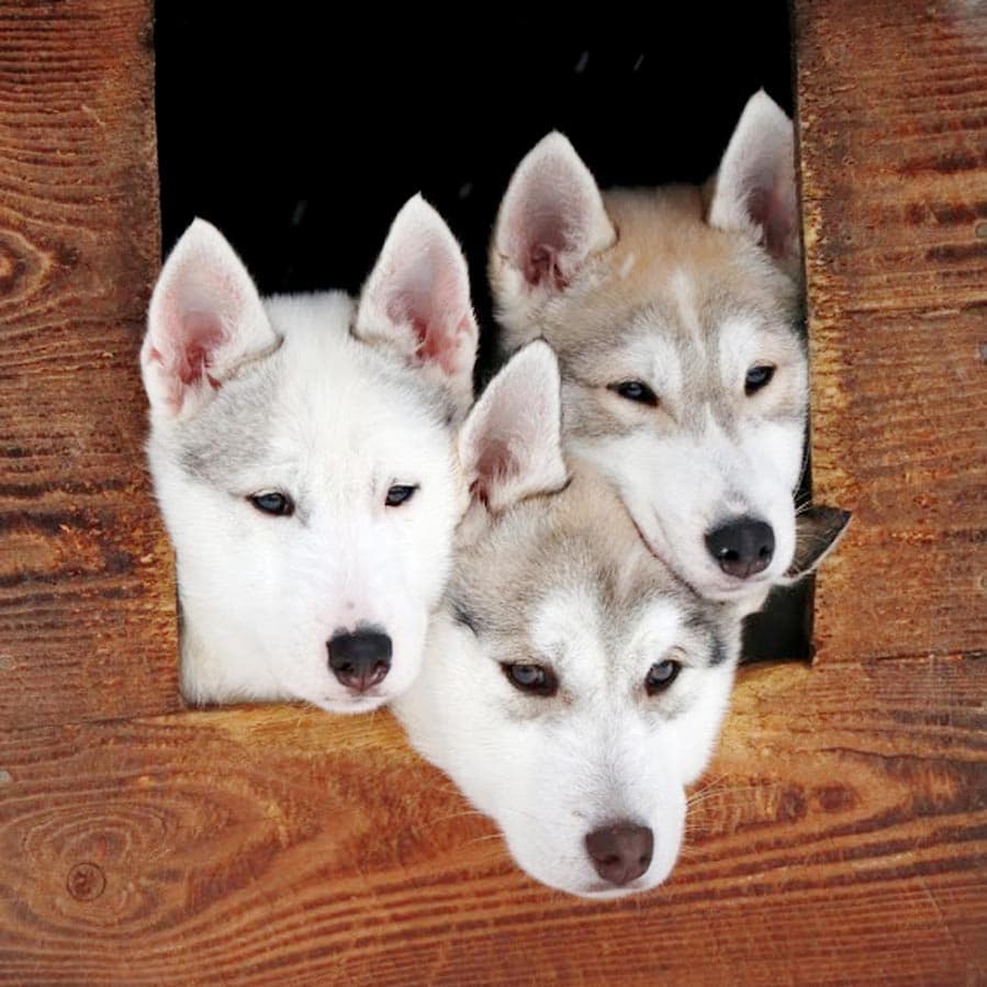 husky puppies, Finland - AllinMam.com