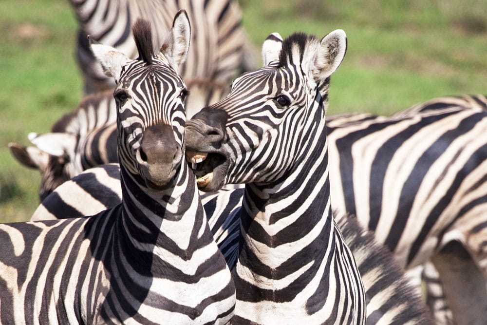 De Wildlife Welke dieren zag jij allemaal het - Reislegende.nl