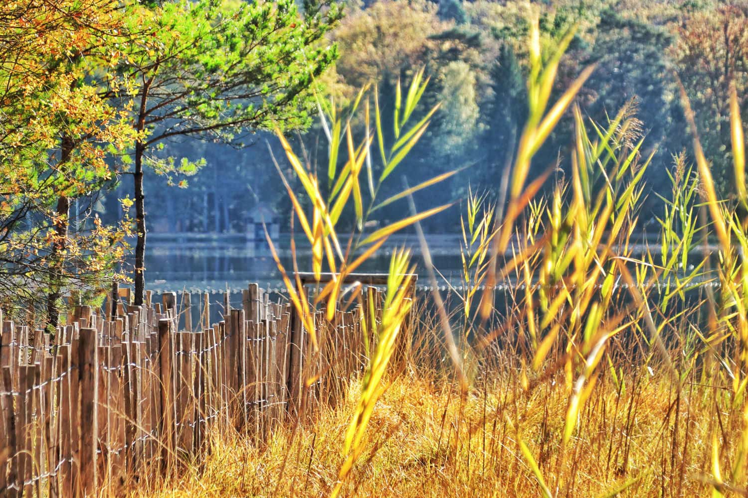 Herfst in de Vogezen: verblijf in een goud gele wereld - Reislegende.nl