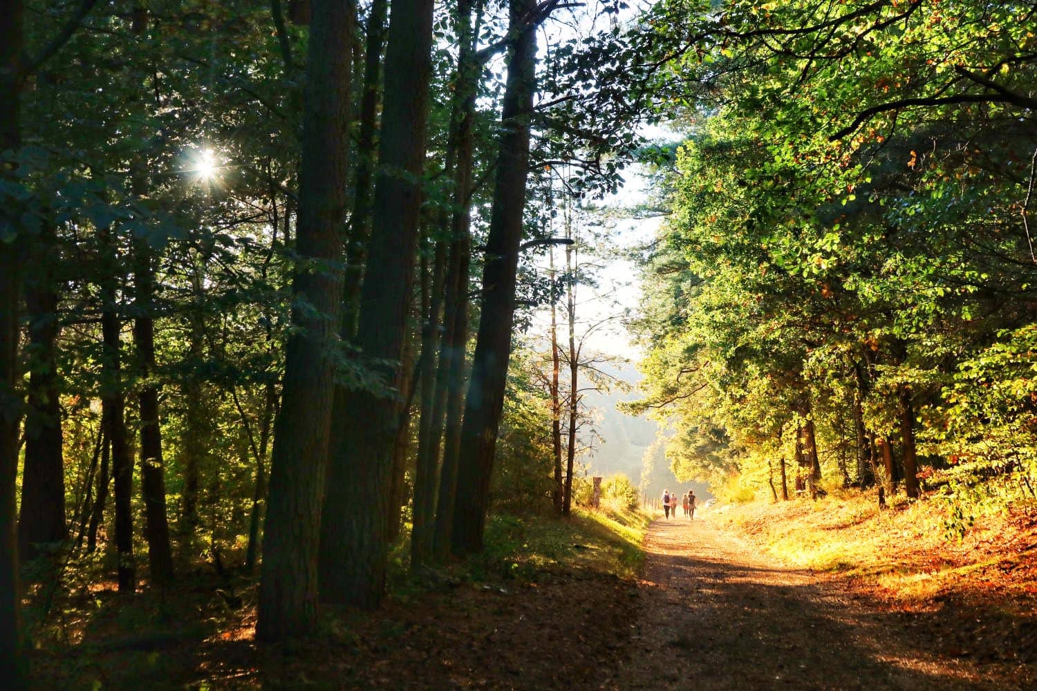 Herfst in de Vogezen: verblijf in een goud gele wereld - Reislegende.nl