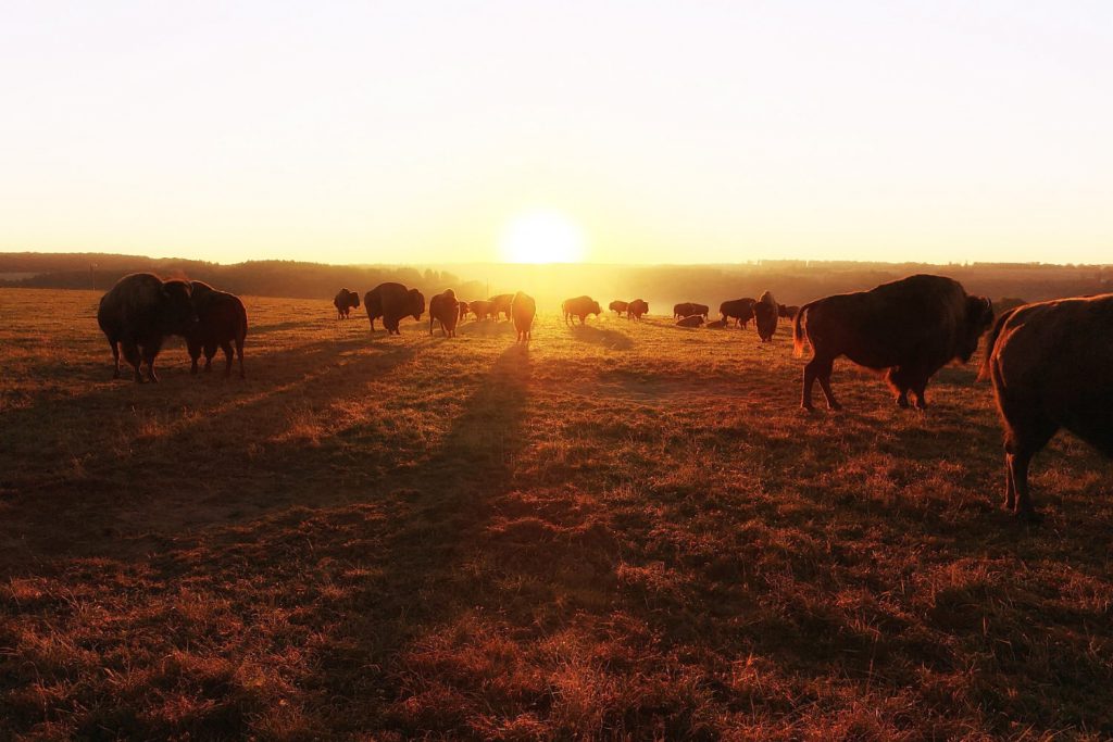 Ranch des Bisons - Roadtrip door de Vogezen: route, bezienswaardigheden en tips - Reislegende.nl