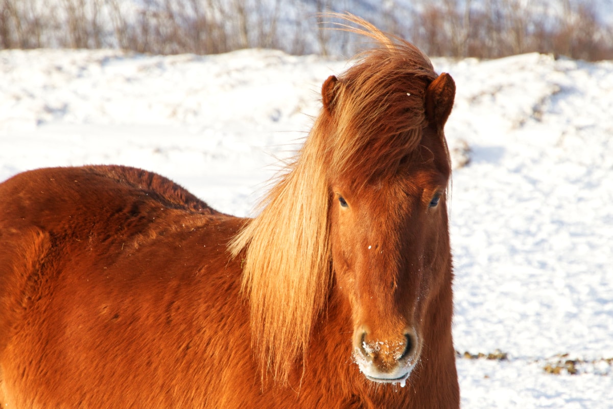 Naar IJsland in de winter, waarom je móét gaan - Reislegende.nl