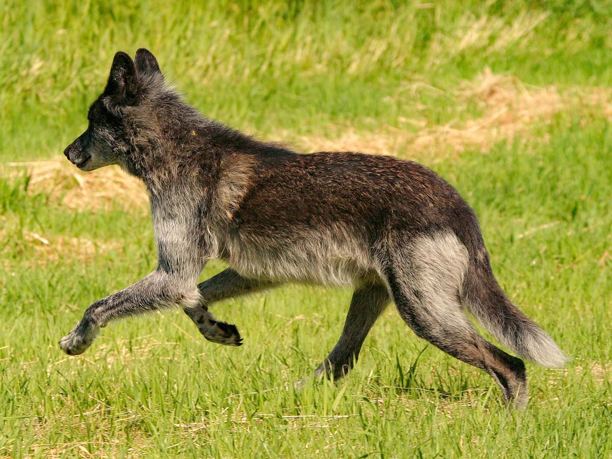 Met wolven wandelen in Rocky Mountains - Rondreis door Canada en de Verenigde Staten - Reislegende.nl