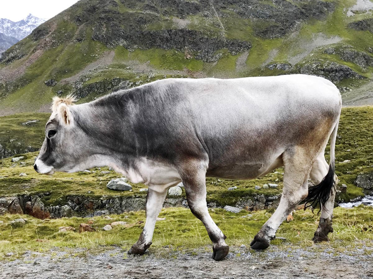 Kaunertaler Gletscherstraße, 1 van de mooiste wegen van Oostenrijk - Reislegende.nl