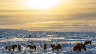 IJsland route voor 3 dagen (4 nachten) - Reislegende.nl