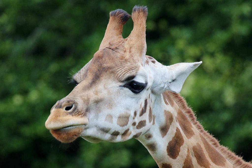 GIVSKUD-ZOO in Denemarken