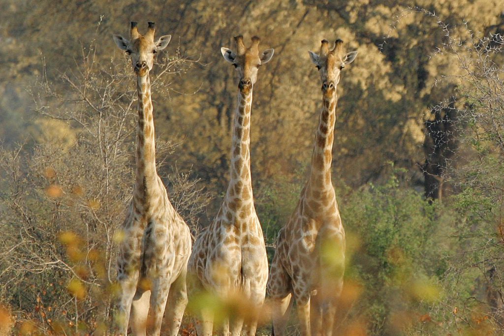 De Wildlife Tag – Welke dieren zag jij allemaal in het wild? - Reislegende.nl