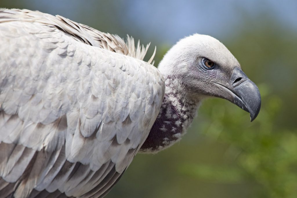 Roofvogels spotten in Zuid-Afrika - Reislegende.nl