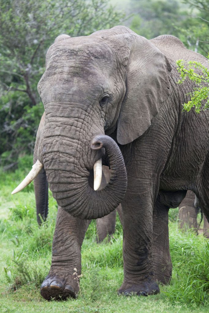 De Wildlife Tag – Welke dieren zag jij allemaal in het wild? - Reislegende.nl