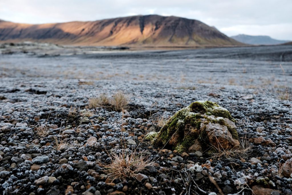 Berserkjahraun, lavavelden op Snaefellsnes highlights IJsland Reislegende - Reislegende.nl