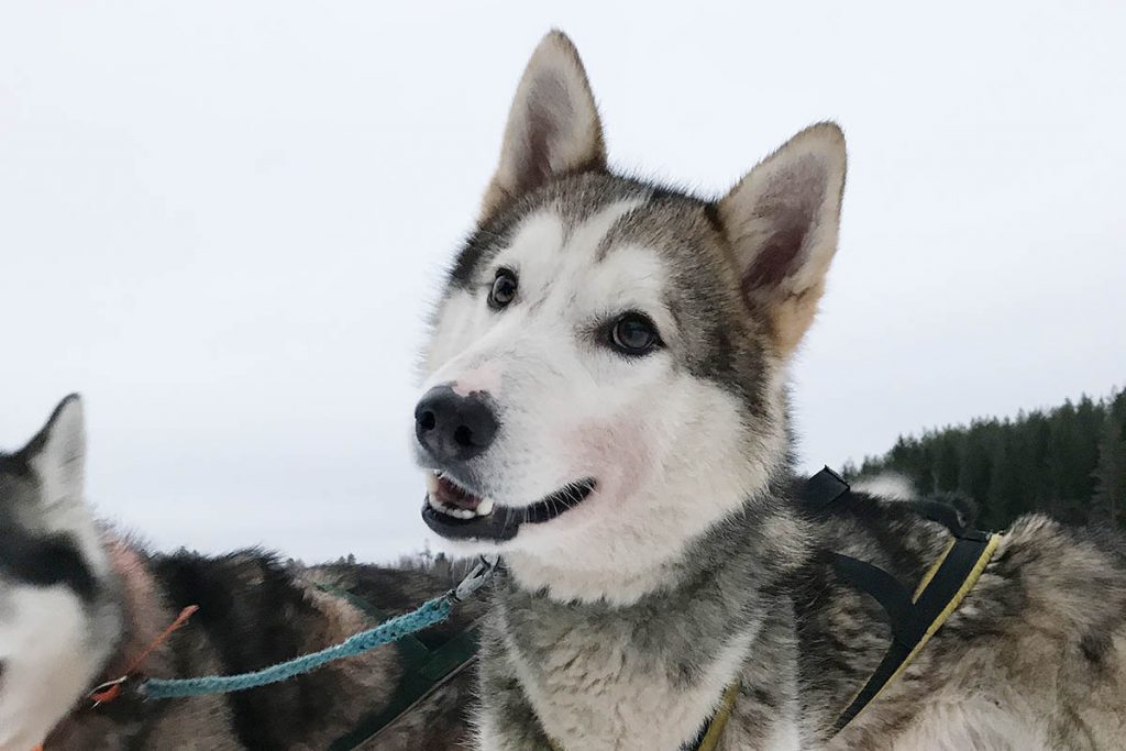 Sledetocht met huskies in zuiden van Finland - Reislegende.nl