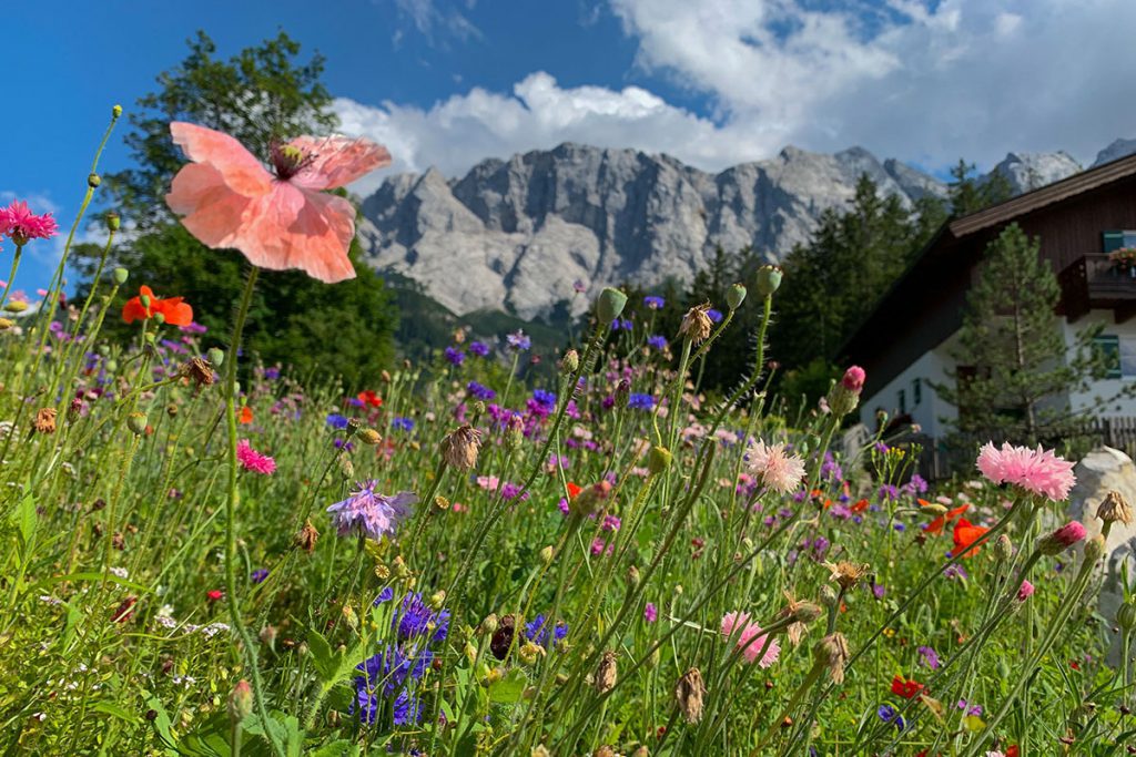 Bloeiende bloemen in Beieren Duitsland - Reislegende.nl