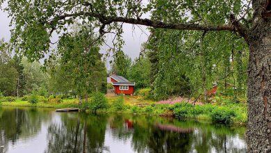 Accommodatie in Glaskogen - Wat te doen in het Zweedse Glaskogen Natuurreservaat? - Reislegende.nl