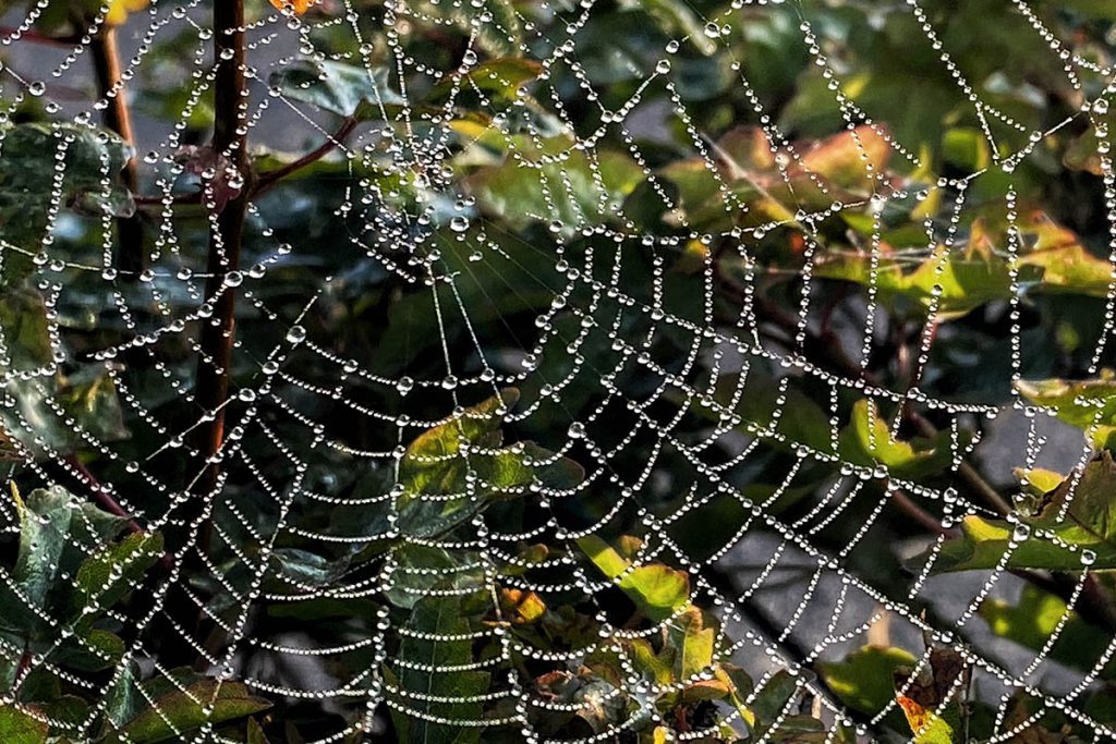 Fotograferen met de iPhone 11 Pro - Reislegende.nl