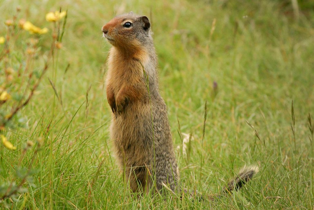 Wildlife in Yellowstone - Yellowstone National Park: 10x wat je niet mag missen - Reislegende.nl