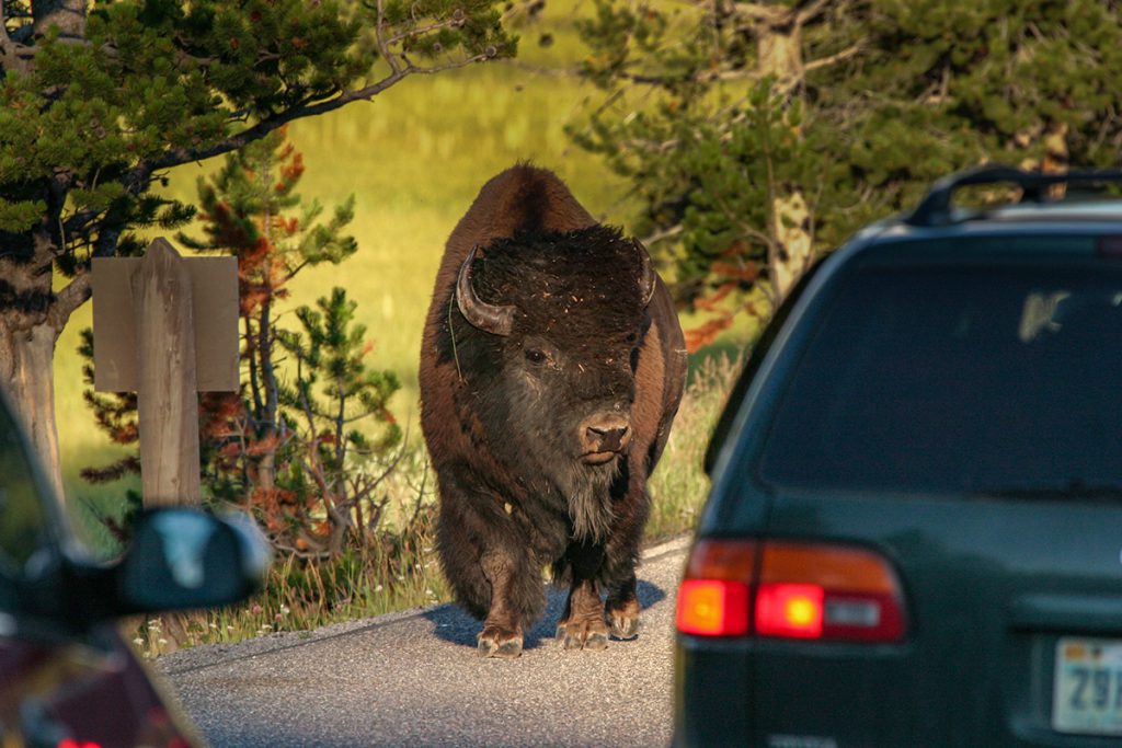 Wildlife in Yellowstone - Yellowstone National Park: 10x wat je niet mag missen - Reislegende.nl