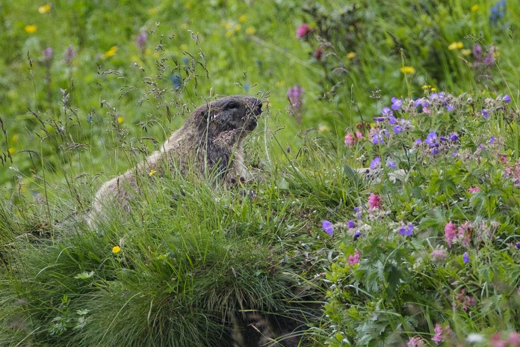 Marmotten in Gastein - Reislegende.nl