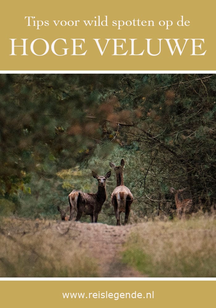 Wild spotten tijdens het fietsen op de Hoge Veluwe - Reislegende.nl