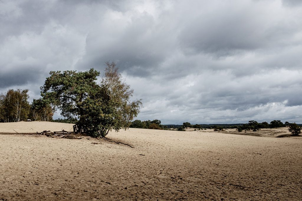 Kootwijkerzand uitkijktoren op grootste stuifzandgebied van West-Europa - Reislegende.nl