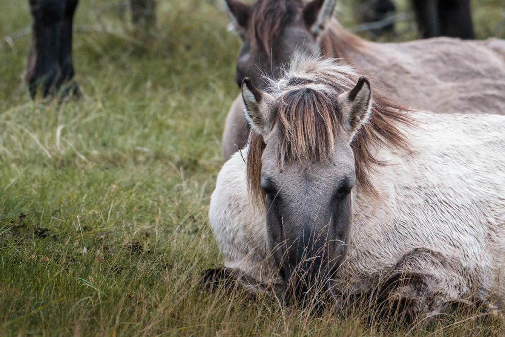 Konikpaarden in Kraansvlak - Op zoek naar wisenten in de Kennemerduinen - Reislegende.nl