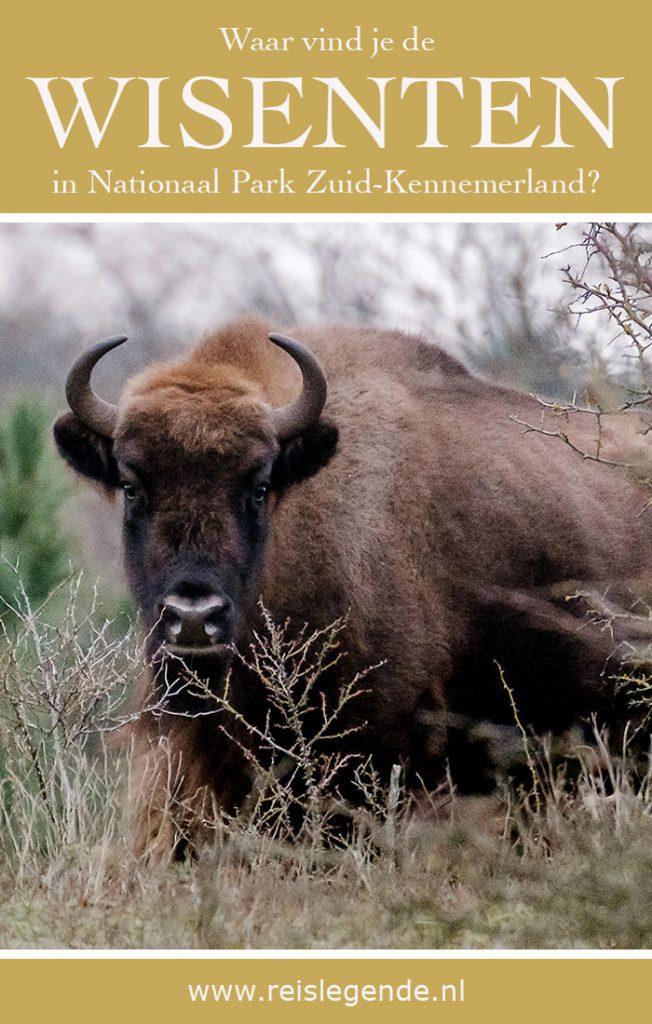 Spotten van wisenten in de Kennemerduinen - Reislegende.nl