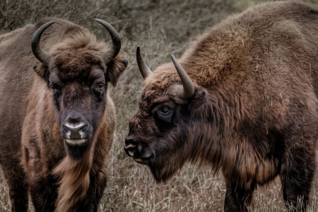 Wisenten in Kraansvlak - Op zoek naar wisenten in de Kennemerduinen - Reislegende.nl