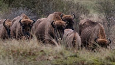 Spotten van wisenten in de Kennemerduinen - Reislegende.nl